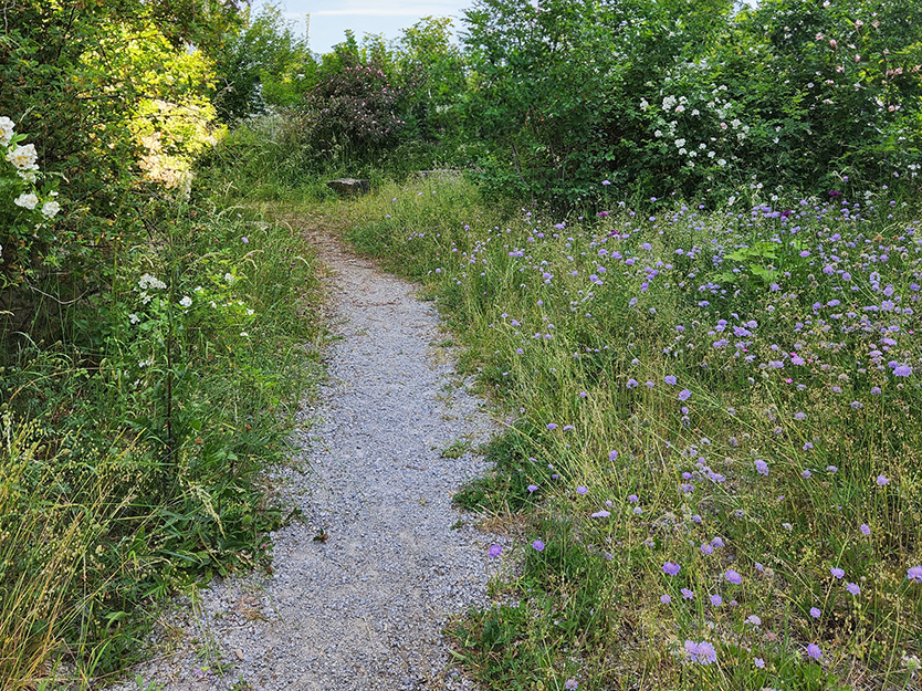 Gartenpflege-Besl-Bischoff-zuerich-Blumenwiesen