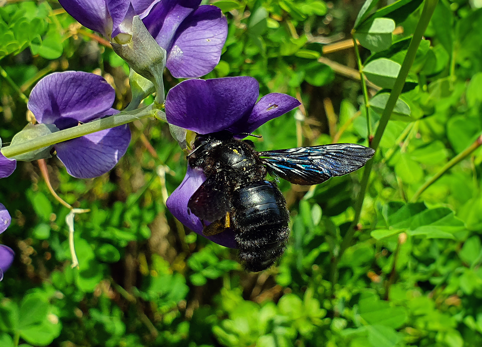 Gartenbau-Besl-Bischoff-zuerich-Angebot Gartenbau-Besl-Bischoff-zuerich-Angebot